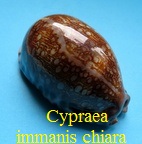 Cypraea arabica immanis chiara, Bozetti 2008